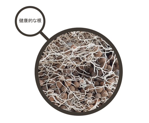 チャコボール1kg 1 66l 花用品通販のフラサポ チャコボール1kg 1 66l 花用品通販のフラサポ